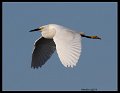 _9SB0306 snowy egret